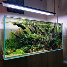 an aquarium filled with lots of green plants