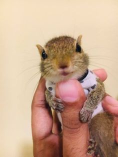 a person holding a small rodent in their left hand and it's face up to the camera