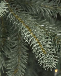 a close up view of the branches of a christmas tree