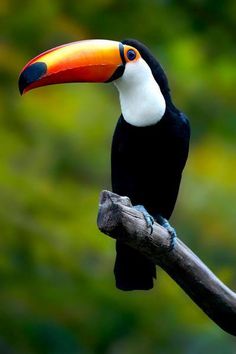 a toucan sitting on top of a tree branch