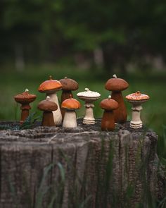 several different types of mushrooms sitting on top of a tree stump