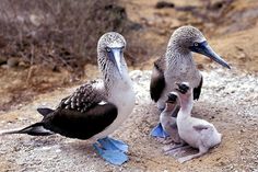 three birds sitting on top of a dirt field