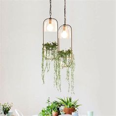 a dining room table with plants hanging from the ceiling