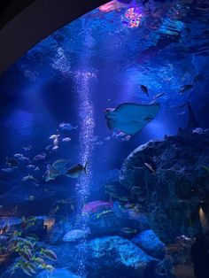 an aquarium filled with lots of different types of fish