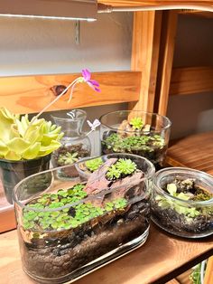 three glass vases filled with plants on top of a wooden table next to a mirror