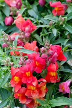 red and yellow flowers are growing in the garden