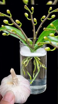 a hand holding a garlic plant in a glass with water