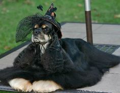 a large black dog wearing a hat on top of it's head sitting on the ground