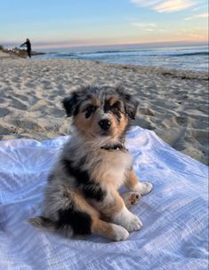 a small dog sitting on top of a blanket at the beach