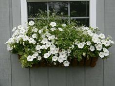 a window box filled with white flowers in front of a gray wall and windowsill