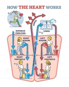 how the heart works diagram with two men working on an arrow and arrows pointing to different locations