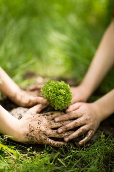 two hands are holding a green plant in the dirt