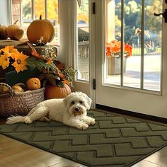 a small white dog laying on top of a green rug in front of a door