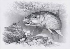 a pencil drawing of a fish with its mouth open and another fish in the background