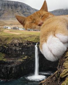 an orange and white cat laying on top of a rock next to a waterfall