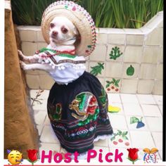 a small dog wearing a mexican outfit and sombrero is standing on its hind legs