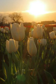 white tulips are blooming in the field at sunset