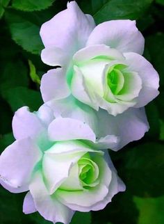 three white roses with green centers in the middle and one pink flower at the top