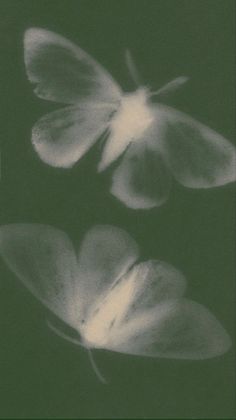 three white flowers are shown in black and white, against a dark green background the petals appear to be wilting