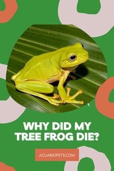 a frog sitting on top of a green leaf with the words why did my tree frog die?