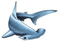 a drawing of a shark with its mouth open