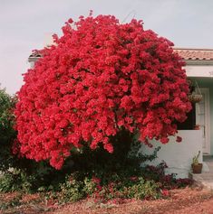 a large red flowered bush in front of a house