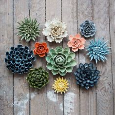 various types of succulents laid out on a wooden surface, all in different colors