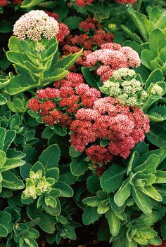 red and white flowers are in the middle of green leaves on a bushy plant