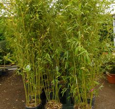 some very tall bamboo plants in a potted planter with dirt on the ground