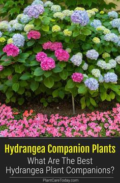 hydrangea companion plants with text overlay that says, hydrangea companion plants what are the best hydrangea plant companions?