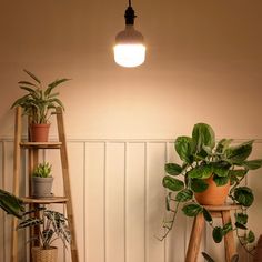 some plants are sitting on wooden shelves in a room