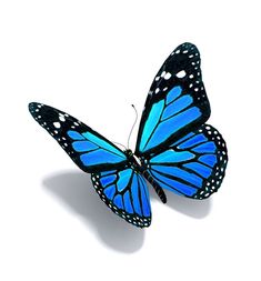 a blue butterfly with white dots on it's wings