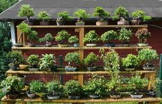 many potted plants are arranged on a wooden shelf