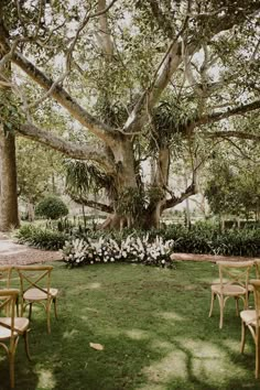 an outdoor ceremony setup with chairs and flowers on the grass under a large oak tree