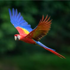 a colorful parrot flying through the air