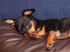 a black and brown dog laying on top of a leather couch next to a blue wall