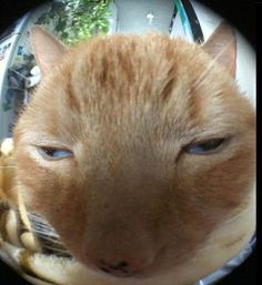 an orange cat with blue eyes is looking at the camera through a fish eye lens