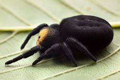 a black and yellow spider sitting on top of a leaf