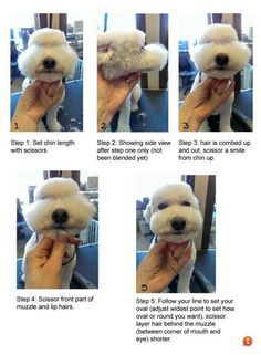 instructions for how to groom a poodle dog