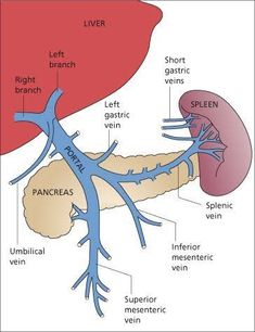 the anatomy of the human body including the liver, pancreas and esoplanes