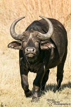 an animal with large horns is walking through the grass