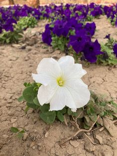 a white and purple flower sitting in the middle of a dirt field with blue flowers behind it