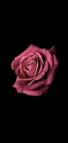 a single pink rose on a black background