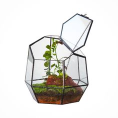 a plant in a glass box with moss inside