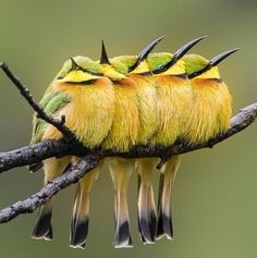 three birds sitting on top of a tree branch with spikes in it's beaks