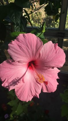 a large pink flower in front of a window