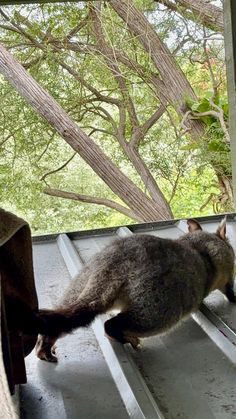 a small animal standing on top of a window sill