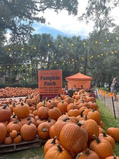 many pumpkins are piled up in the grass near a sign that says pumpkin patch