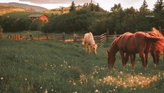 Farm Aesthetic, Future Farms, Cottage Aesthetic, Horse Aesthetic, Western Aesthetic, Farms Living, Ranch Life, Horse Farms, Future Life