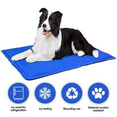 a black and white dog laying on top of a blue mat